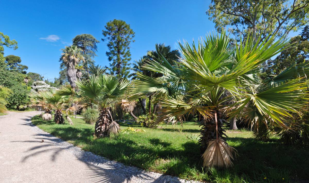 Les palmiers de la Villa Thuret 